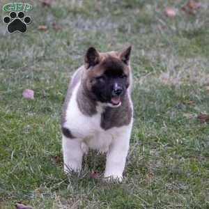 Carol, Akita Puppy